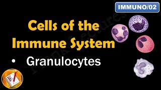 Cells of the Immune System PART I  GRANULOCYTES FLImmuno02 [upl. by Aiz]