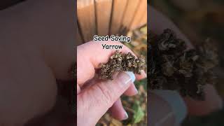 Seed Saving Series Yarrow seedsaving seedpreservation yarrow [upl. by Ursulette]