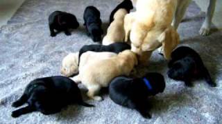 Noisy Labrador Puppies 2 Weeks Old [upl. by Nahtannhoj653]