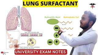 Lung Surfactant  Pulmonary Surfactant  Respiratory system physiology [upl. by Nospmoht]