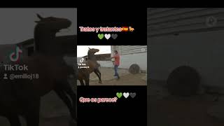 tratos y tratantes 🇪🇦 compra de caballo en Extremadura [upl. by Masuh431]