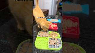 Clementine 🍊 is a relentless menace 😹 orangecat catthings lifewithcats funnycatvideos kitten [upl. by Hammad]