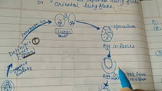 Life cycle of Paragonimus westermani The lung fluke  Trematodes officialSaNik [upl. by Casabonne817]