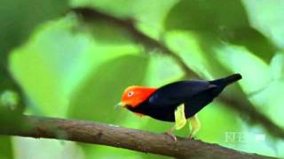 Moonwalk Manakin Bird [upl. by Noeled895]