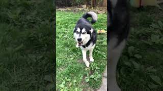 Hot Diggity Dog alaskanmalamutes malamutelovers funnydogs [upl. by Ennoval244]