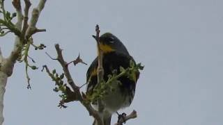 Yellowrumped Warbler  Audubons Warbler Setophaga coronata auduboni Feeding on Insects [upl. by Gianna]