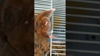 Cute Hamster Stockpile hamsters [upl. by Armand]