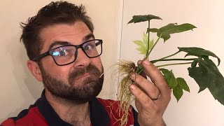 HOW TO TAKE SUCCESSFUL FATSIA CUTTINGS 🌱 gardening garden cutting plants [upl. by Nillor]