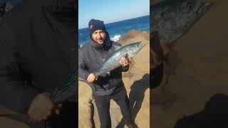 Yazılı orkinos 45 kg jig caster duo shimano daiwa xzoga momoi çanakkale fishingvideo [upl. by Shoshana]