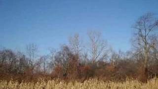 Indiana Pheasant Hunting w Hatcam [upl. by Nedac18]