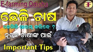 How to start goat farming in odishaImportant Tips [upl. by Ilrac]