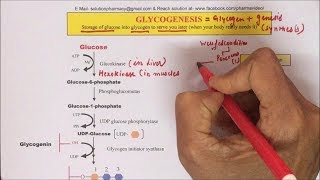 Glycogenesis  Glycogen Synthesis Pathway Part02  Synthesis of Glycogen  ग्लाइकोजन कैसे बनता है [upl. by Ebsen612]