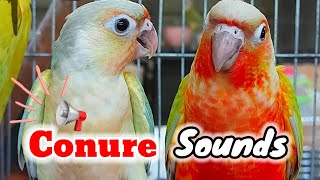 conure bird sounds  Show this video to your bird green cheek conure parrot bird shout loudly [upl. by Kcirtemed]