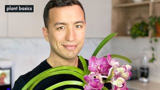 The secret to get your Vanda Orchid to flower [upl. by Katine]