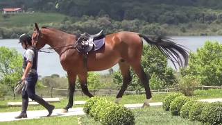 3 exercícios de Hipismo e Adestramento de cavalos de salto na doma [upl. by Cynthy]