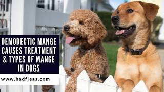 Demodectic Mange Causes Treatment amp Types Of Mange In Dogs [upl. by Einon]