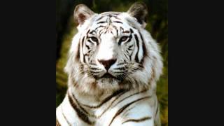 White Tigers 2731 [upl. by Felise7]