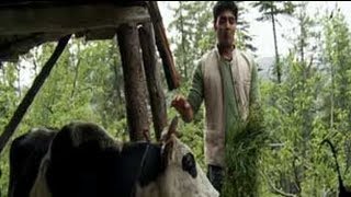 Promo Paras meets the Jersey Cow in Shimla [upl. by Schacker847]