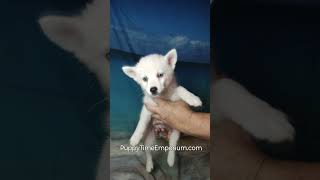 Bosleys highlight reel puppytimeemporium7080 puppy pomsky puppylovers [upl. by Anihpled]