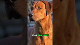 Rhodesian Ridgeback  Interesting Facts [upl. by Amikay]