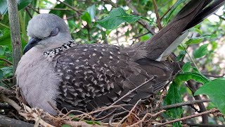 Mother Incubation in Sleep Mode  bird nest  baby dove  Columbidae  Turtle dove [upl. by Asor65]