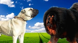 Kangal vs Tibetan Mastiff  Highlights [upl. by Halyahs]