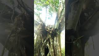 Pohon bunut  ficus virens leaf indah di alam music bonsai fypシ゚viral ngeshortsdulu satisfying [upl. by Senior914]