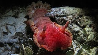 Spanish Dancer Nudibranch [upl. by Esten]