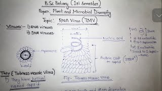 RNA Virus TMV Virus  Tobacco Mosaic Virus  BSc Botany Notes  Gauhati University [upl. by Katinka]