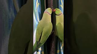 Parrot mitthu masti timeparrottalking parrotspeak parroteating [upl. by Algernon857]