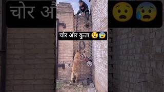 कुत्ते ने घर में चोरी होने से बचाया 😧Dog saved house being robbed  shorts ytshorts dog [upl. by Yelnek892]