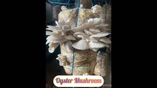 Oyster Mushroom [upl. by Jorey]