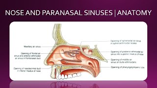 NOSE AND PARANASAL SINUSES  ANATOMY  SIMPLIFIED [upl. by Upshaw]