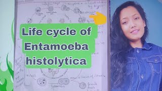 life cycle of Entamoeba histolytica explanation in odia [upl. by Vaenfila258]