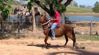 FORASTERA DEL VALLE DE SAN FELIPE Trocha y galope Criadero La Divina 2017 [upl. by Aliuqat]