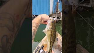 September Topwater Spotted Bass Fishing Lake Lanier [upl. by Hazeefah]