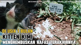 SALAM PERPISAHAN DARI KITTEN KIMI  Di Dunia Dia sudah tidak sakit lagi [upl. by Winters]