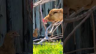 Buff Orpington Chickens Roosting chickens bufforpington [upl. by Meeka]