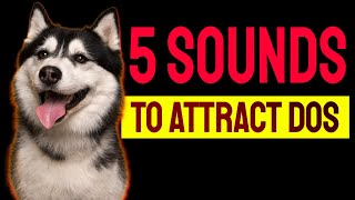 5 Sounds to ATTRACT DOGS Attention Make Dogs Go Crazy [upl. by Adriena]