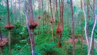 Pine Forest Relaxing Sounds With Original Birds And Crickets Chirping for Calming Soul [upl. by Ariew]