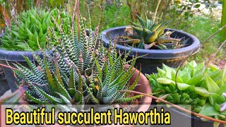 How to care haworthia plant  कैसे करे देखभाल haworthia ki [upl. by Ardelia]