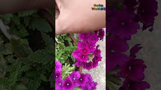 verbena flower plant care shorts shortsfeed viral viralshorts verbena flowers [upl. by Eey]