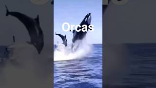 Orcas 😖😟viral shorts [upl. by Utley]