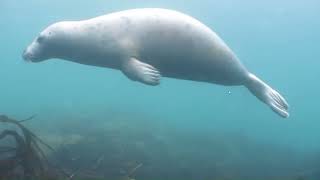 Farne Island  fun scuba diving with the seals [upl. by Inol]