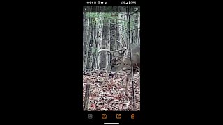 Tennessee Muzzleloader Whitetail Deer Hunting Nov 1113 2024 [upl. by Uni865]