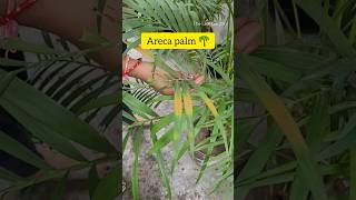 Areca Palm care Tips How to grow areca palm arecapalm plants shortsviral shorts ytshorts [upl. by Clava]