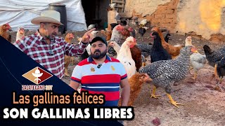 COMIERON CHAPULINES Y LES ENCANTARON Les cayeron muy bien a las gallinas [upl. by Aehsa]