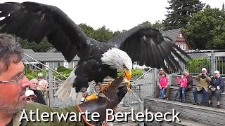 Birds of prey center Adlerwarte Berlebeck Germany [upl. by Siocnarf]