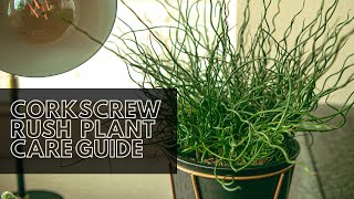 Corkscrew Rush Indoor  Outdoor Plant Care Guide For Beginners [upl. by Edie]