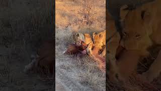 See Lions scramble for food in maasai mara Watsap me to book httpswame255684411970 [upl. by Tedman]